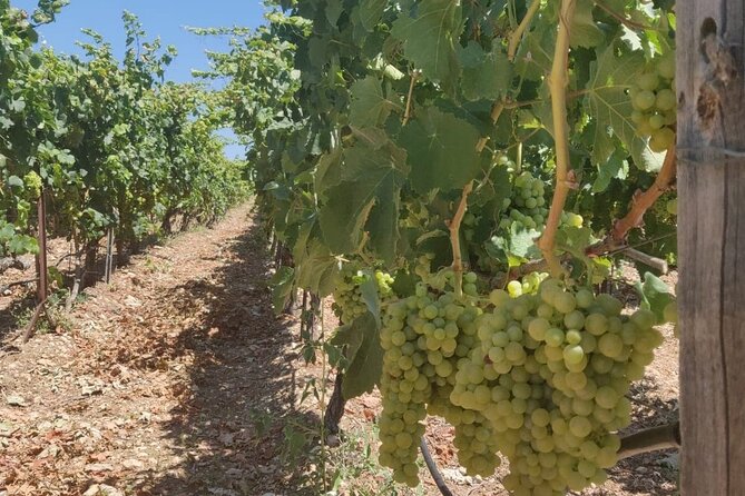 Private wine tour combining vineyards, culture and local flavours